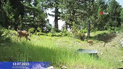 Burdur'da doğaya salınan yaban keçileri üremeye başladı