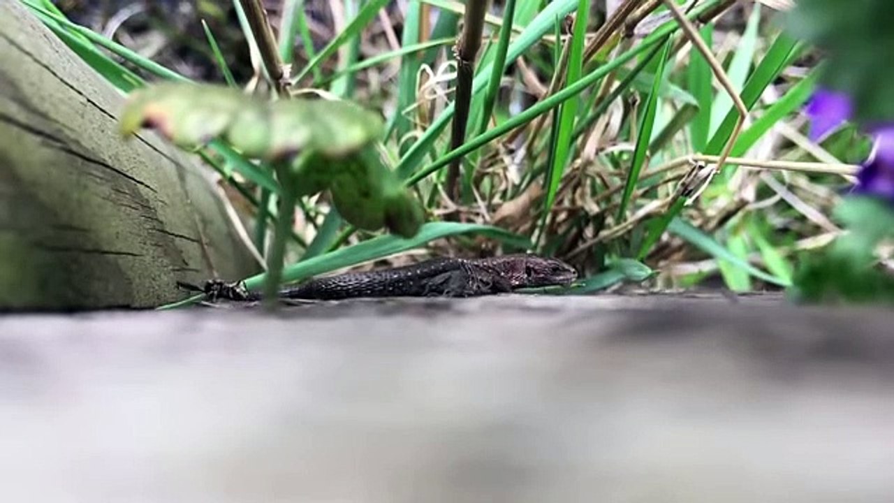 7 Aggressive Animals That Hate Each Other