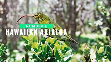 7 Animals Gone Extinct In The Last 10 Years