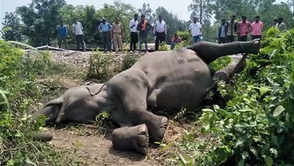 7 Animals That Can Kill an Elephant