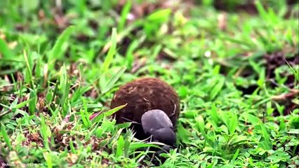 7 Most Intelligent Insects in the World