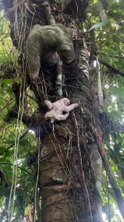 Maman paresseux et son bébé