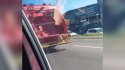 Internauta flagra viralata caramelo andando de carona em caminhão de lixo