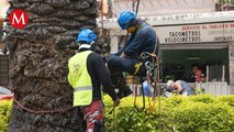 Retiran 155 palmeras enfermas por riesgo de caída en alcandía Benito Juárez, CdMx