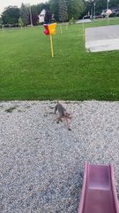 Dog Doesn't Understand Slides