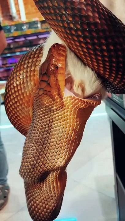 supper snake