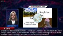 'Brain-eating amoeba': Naegleria fowleri symptoms, where it's found - 1breakingnews.com