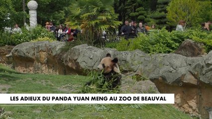 Les adieux du panda Yuan Meng au zoo de Beauval