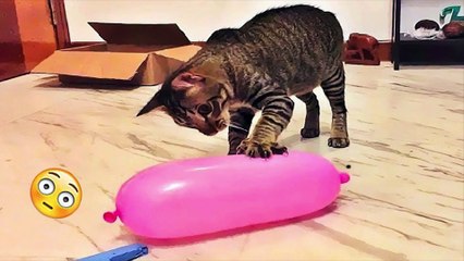 Funny Dogs And Cats Videos 2023 -----Best Funniest Animal Videos--#109--صور كلاب وقطط مضحكة 2023