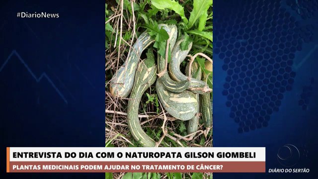 Naturopata explica quais ervas medicinais podem prevenir e auxiliar no tratamento de câncer