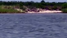 Avvistato delfino rosa