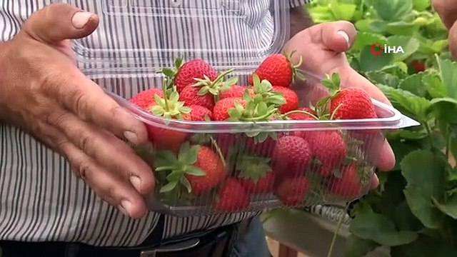 Il a étudié l'enseignement et est devenu producteur de fraises lorsqu'il n'a pas pu être nommé.