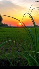 cinematic videography in mobile phone #daily motion