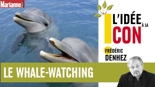 L'idée à la con : le whale-watching (l'observation des baleines)
