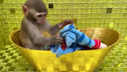 Monkey Baby Bon Bon Bon Bon eat fruit in the bathtub and naughty with puppy in the garden