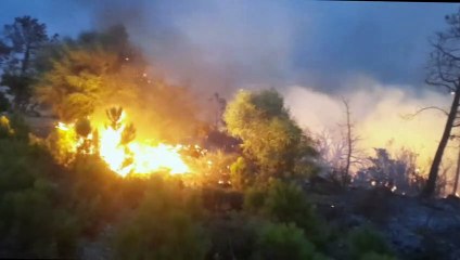 حرائق غابات في تونس قرب الحدود الجزائرية