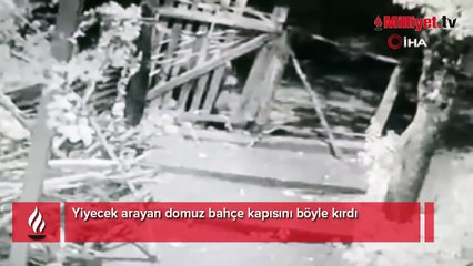Yiyecek arayan domuz bahçe kapısını böyle kırdı