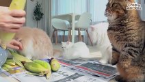 (ENG SUB) Unexpectedly, Kitties Really Love Corns!