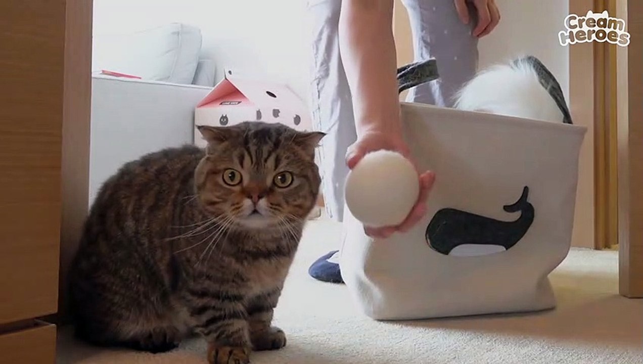 (ENG SUB) The Kitties' Most Fun Day