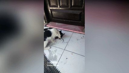 Pertempuran Kucing dan Tikus - Permainan Epic