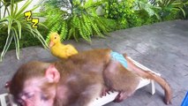 Monkey Baby feeds baby with a bottle and plays with ducklings in the pool
