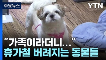 휴가철이 두려운 반려동물...반복되는 유기·유실 [앵커리포트] / YTN