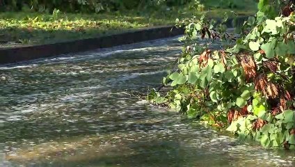 Nubifragio a Milano, strade allagate e invase dagli alberi