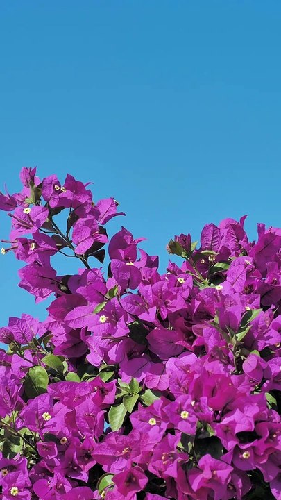 This is a long established fact that a reader will be distracted by the readable content of a page when looking at its layout. The point of using Lorem Ipsum is that it has a more-or-less normal distribution of letters, as opposed to using 'Content here,