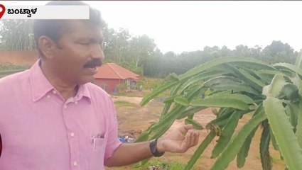 ಡ್ರಾಗನ್ ಫ್ರೂಟ್ ಬೆಳೆಯಲ್ಲಿ ಯಶಸ್ಸು ಕಂಡ ಉದ್ಯಮಿ ಚಂದ್ರಹಾಸ ಶೆಟ್ಟಿ