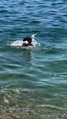 Misa the Diving Dog