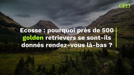 Ecosse : pourquoi près de 500 golden retrievers se sont-ils donnés rendez-vous là-bas ?
