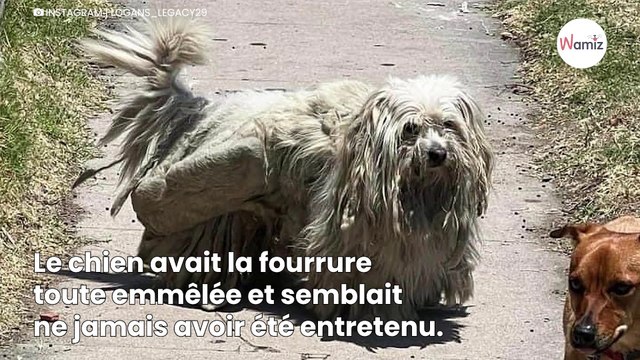 Ils sauvent un chien dans la rue : entre ses poils emmêlés se cache un indice qui révèle sa véritable identité