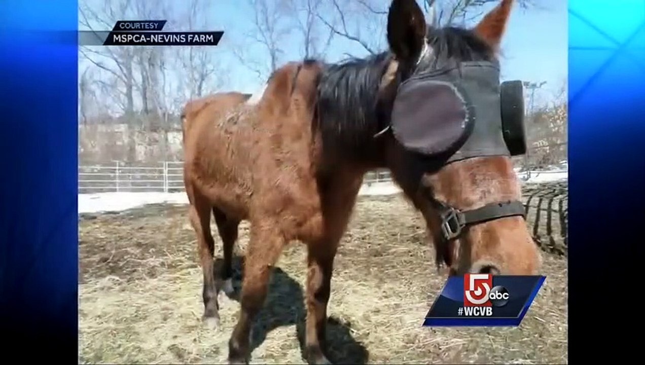 Rescued horse finally able to meet new family