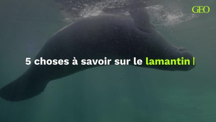 Lamantin : 5 choses à savoir sur cette espèce