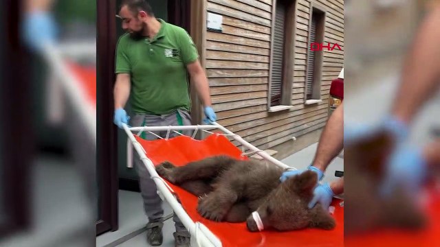 Yavru Boz Ayı Tuti Tedavi Edildikten Sonra Doğal Yaşam Alanına Salındı