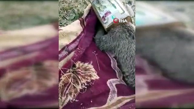 Kafası tenekeye sıkışan yavru ayı kurtarıldı