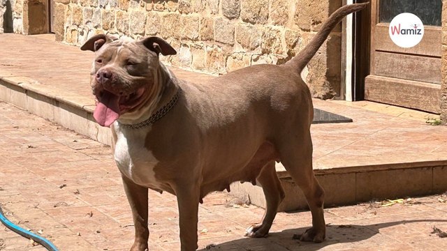 Cette chienne a échappé de peu à l'euthanasie après la fermeture d'un élevage qui lui offrira une nouvelle vie