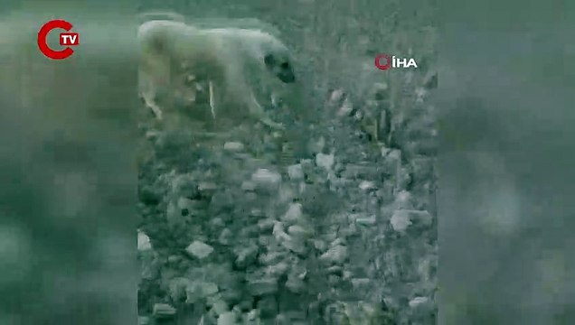 Nesli tükenmek üzere olan alaca sansar Nevşehir’de görüldü