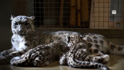 Wroclaw Hayvanat Bahçesi'nin bebek kar leoparları