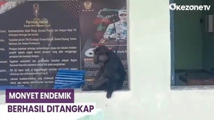 Monyet Endemik Sulawesi yang Resahkan Warga Berhasil Ditangkap