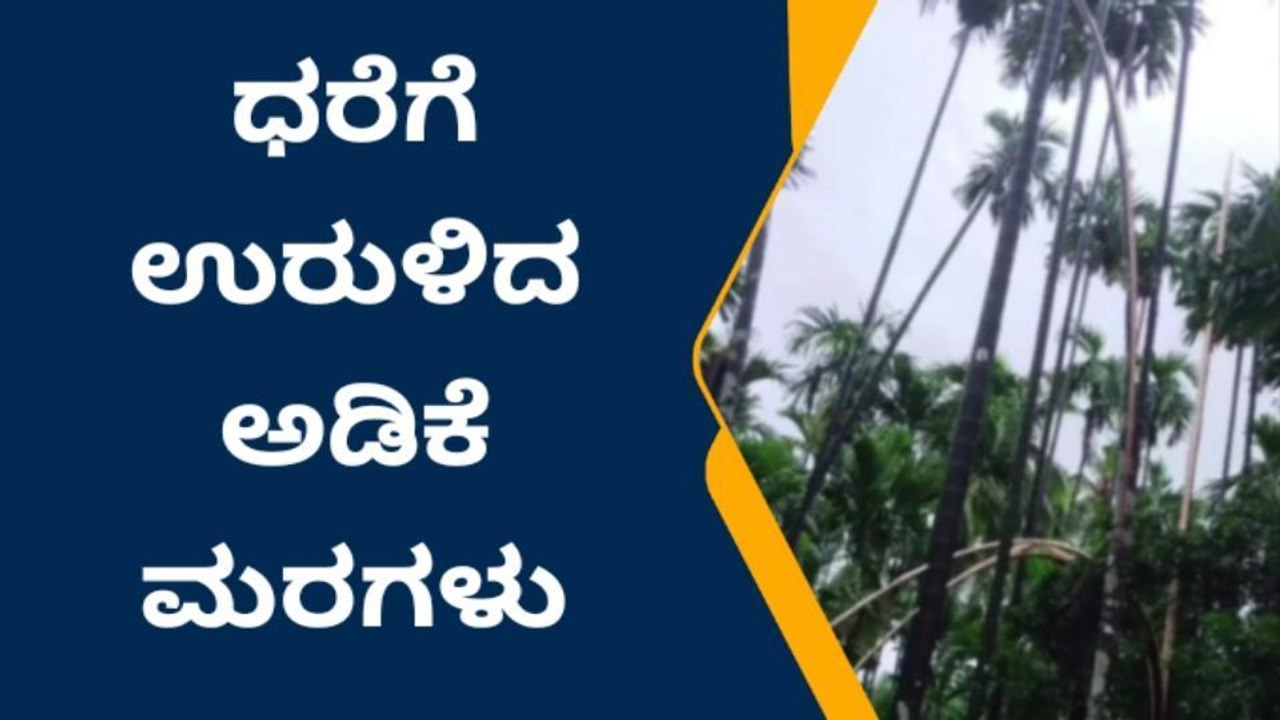 ಕಾರ್ಕಳ: ಮಳೆಗೆ ಧರೆಗುರುಳಿದ ಅಡಿಕೆ ಗಿಡಗಳು