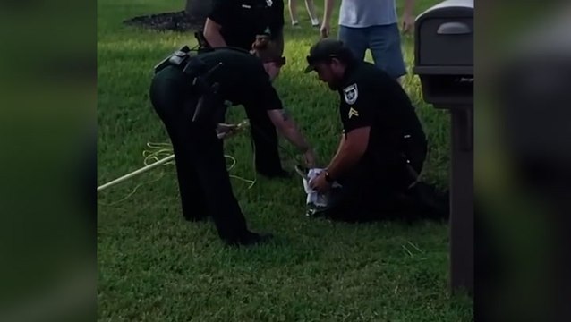 5ft alligator roaming residential area in Florida wrangled by police