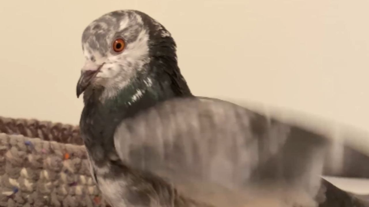Adorable pet pigeon playfully fights with the owner *Hilariously Cute Moment*