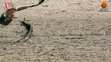 Terk edilmiş yavru geyiği avlayan kartal