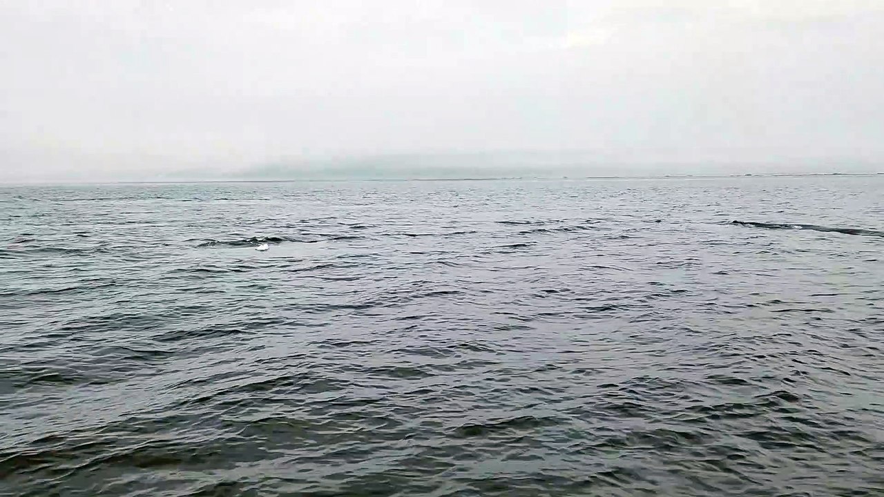 Deux baleines à bosses - saison 2023.