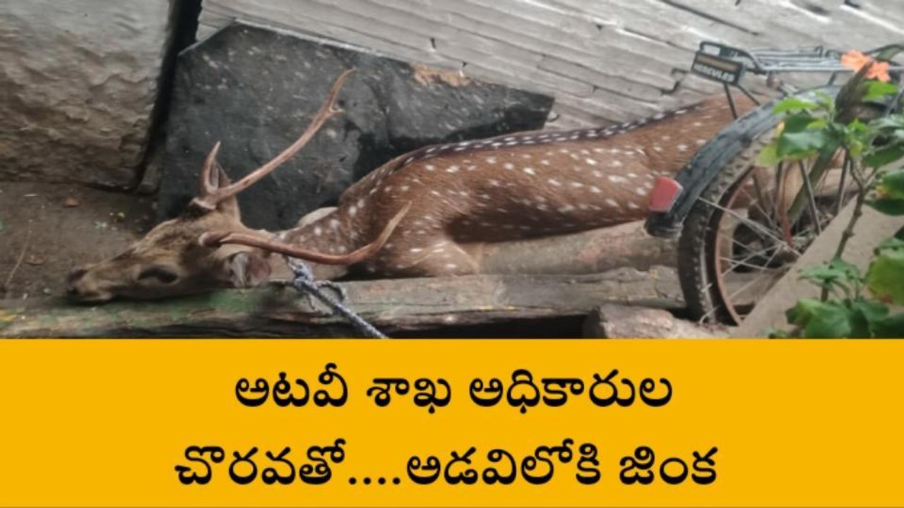 యర్రగుంట్ల: ఊరిలోకి వచ్చిన జింక... పట్టేసిన అధికారులు