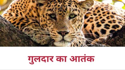बिजनौर: गुलदार ने घर में घुसकर घंटों डाला डेरा, गोवंश को उतारा मौत के घाट, फैली दहशत