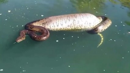 Homens encontram sucuri gigante enquanto pescavam no Rio Corumbá em Goiás