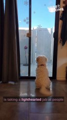 Tail-Wagging Delight: Adorable Dog Welcomes Dad Home!