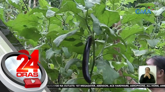 Vegetable seeds mula GMA Kapuso Foundation, napapakinabangan na sa Gen. Nakar, Quezon | 24 Oras